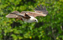 Brahminy Kite, Juvenile - Haliastur Indus